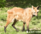 高大威猛的动物是什么生肖,揭秘高大威猛的生肖虎
